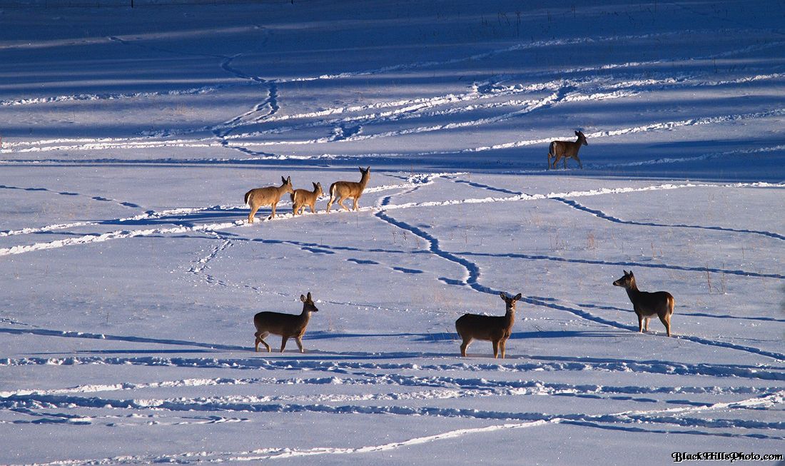 Black Hills deer